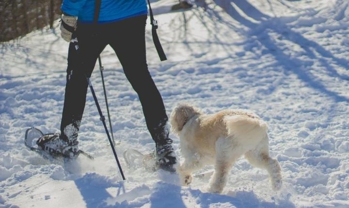 vandra med snöskor hund